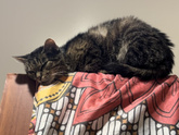 Кошечка ушла от нас 😭