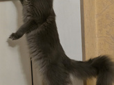 Кот-бес