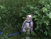 СРОЧНО!!!КОШАТНИКИ!