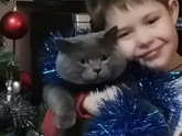Коты британцы.