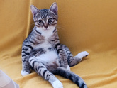 Кот 😻