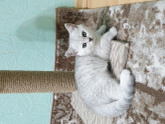 Взяли двух месячного котенка