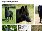 Миссия - завести собаку