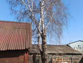 Спилить дерево