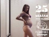 25 недель 💜