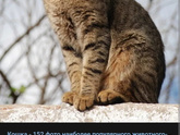МОЖНО ЛИ КОТУ...