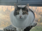 Кошка толстеет, ест по