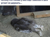 Затекают ноги в ночь)