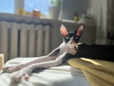 Кошка