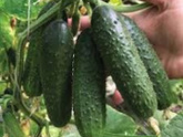 Кто маринует огурцы на