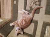 Котенок 😾)) Доброе утро,всех