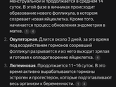 Про фазы цикла