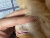 Кошка котенок