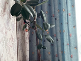 Фикус elastica robusta