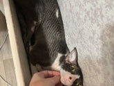 Котосемья