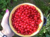 Кисель из красной смородины