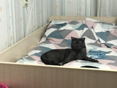 Котёнок