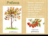 Рябина учим деревья - какая презентация лучше для садика?