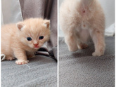 Кошатники,проверим пол котят?