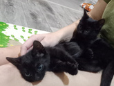 Котенок ходит мимо лотка