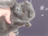 Коты