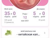 35 недель🤰 начало 36-ой🌿🌿🌿