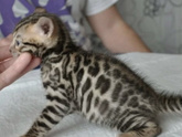 Бенгальская кошка. Возраст?