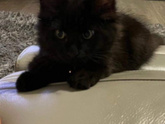 Котенок