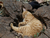 Кошка