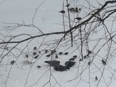 Кормушка