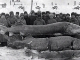 Когда не было фотошопа, зато была рыба в наших реках))