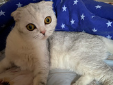 У кого дома кошка? ?