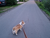 Щенок