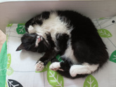 Котёнок