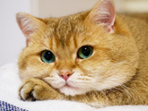 Котики, собачки, игуаны)