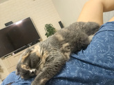 Вынашиваем лялечку с кошкой))