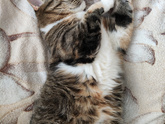 Кот 😻