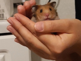 Сирийский хомяк
