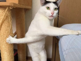 Кото-пятница))) Много мими-фото котиков