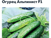 Мой любимый огород))