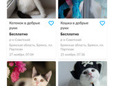 Котёнок Брянск