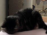 Кот.