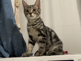 Уже можно хвалиться котом?))
