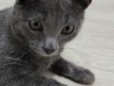 Кошка породистая?