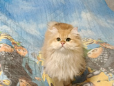 Кошки