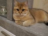 Аааа, кошатники, помогите