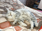 Беременная кошка