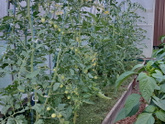 Огородницы
