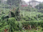 Вот и пришли дожди⛈️🌧🌪