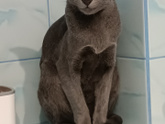 Кошки сфинксы. У кого живут?